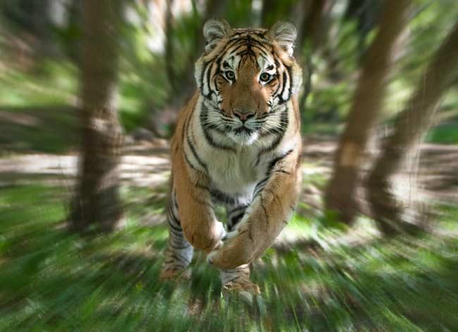 Running Tiger (PE)