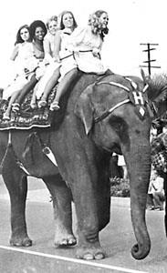 students ride elephant at homecoming 