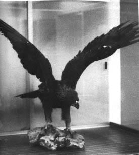 preserved eagle 